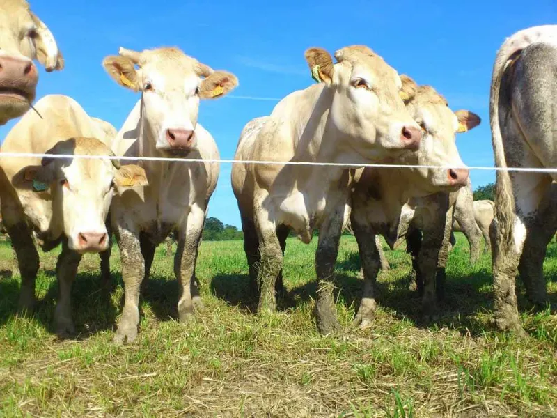 Producteur de viande, Vallesvilles, Ferme Le Clavel