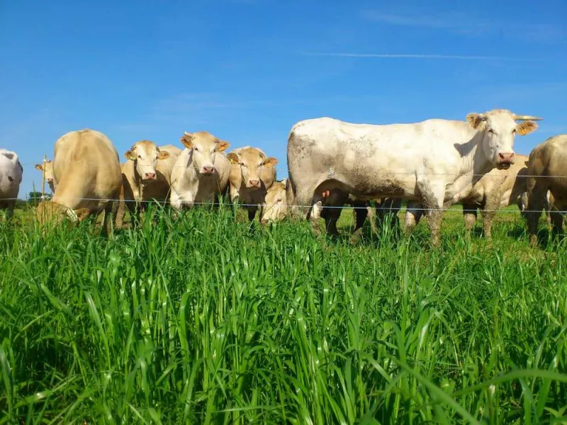 Producteur de viande, Vallesvilles, Ferme Le Clavel