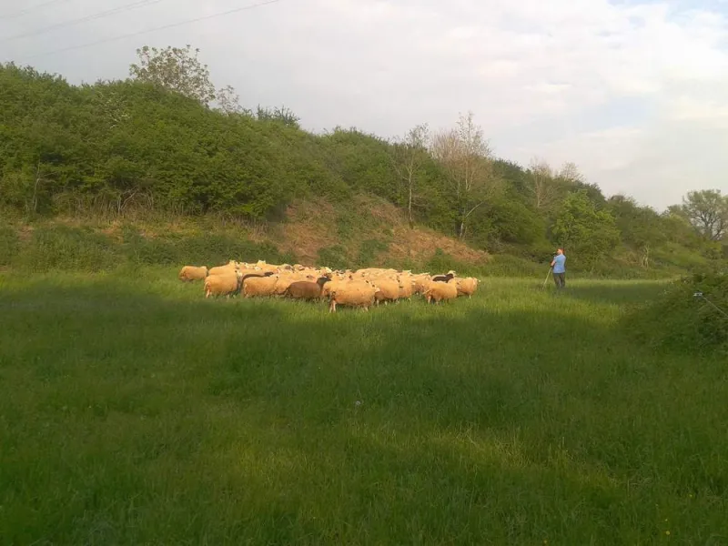 Producteur de viande, Vallesvilles, Ferme Le Clavel