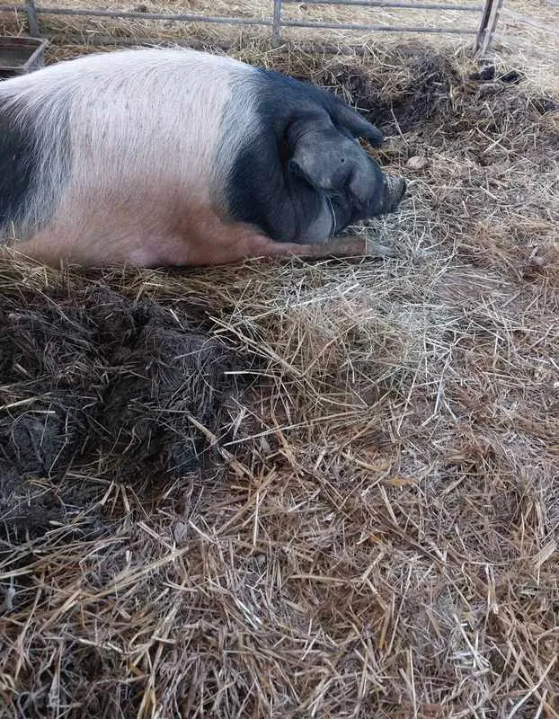 Producteur de viande, Vallesvilles, Ferme Le Clavel