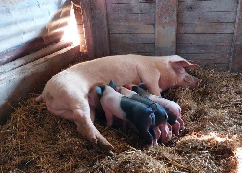 Producteur de viande, Vallesvilles, Ferme Le Clavel