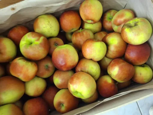 Où trouver les premières pommes de la saison récoltées à Merville au Domaine de la Faugade, Vallesvilles, Ferme Le Clavel