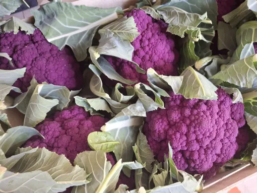 Les premiers chou-fleurs de la saison sont arrivés à la ferme Le Clavel, Vallesvilles, Ferme Le Clavel