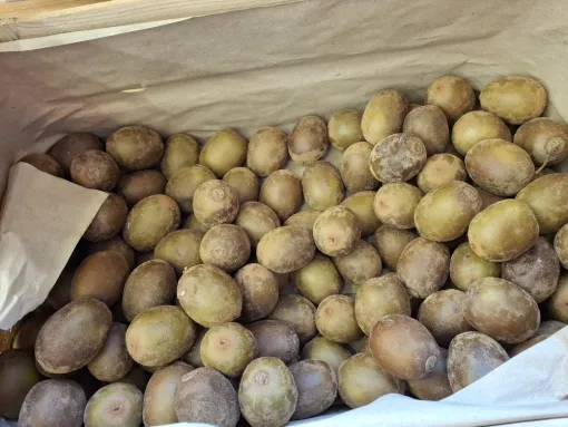 Les derniers kiwis jaunes de la saison du domaine la Faugade à Merville, Vallesvilles, Ferme Le Clavel