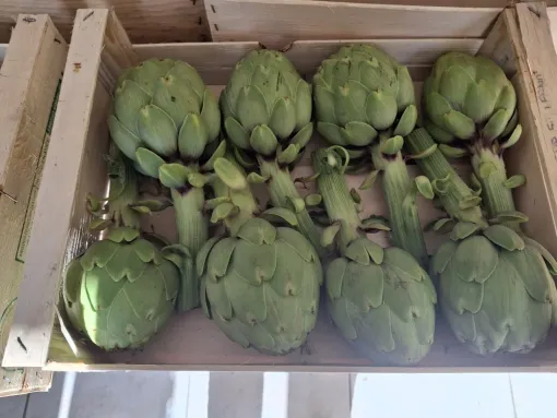 Les légumes de printemps arrivent enfin à Ferme Le Clavel, Vallesvilles, Ferme Le Clavel