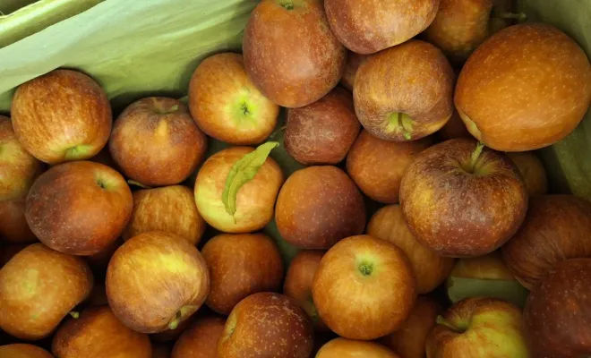 Où trouver les premières pommes de la saison récoltées à Merville au Domaine de la Faugade, Vallesvilles, Ferme Le Clavel