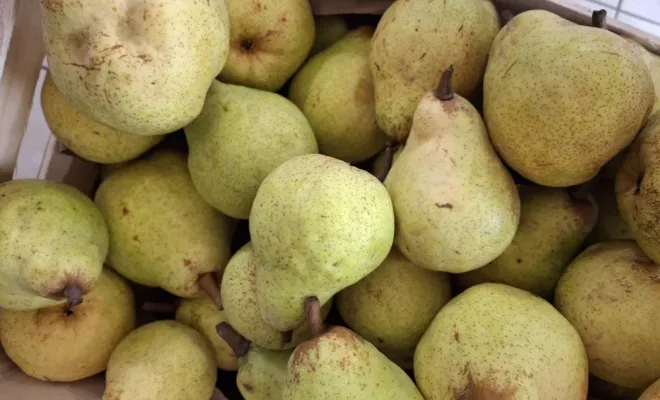 Où trouver les premières pommes de la saison récoltées à Merville au Domaine de la Faugade, Vallesvilles, Ferme Le Clavel