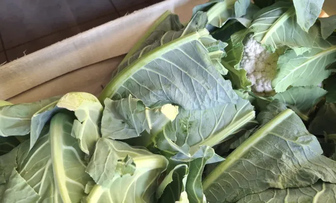Les premiers chou-fleurs de la saison sont arrivés à la ferme Le Clavel, Vallesvilles, Ferme Le Clavel