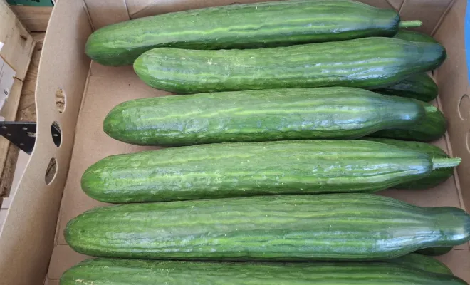 Les légumes de printemps arrivent enfin à Ferme Le Clavel, Vallesvilles, Ferme Le Clavel