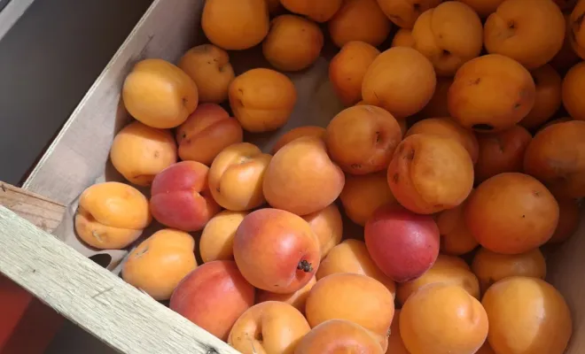 Les fruits de printemps à la Ferme Le Clavel, Vallesvilles, Ferme Le Clavel