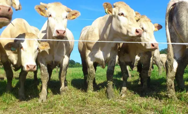 Producteur de viande, Vallesvilles, Ferme Le Clavel