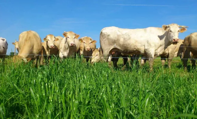 Producteur de viande, Vallesvilles, Ferme Le Clavel