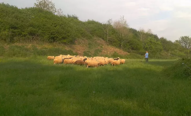 Producteur de viande, Vallesvilles, Ferme Le Clavel