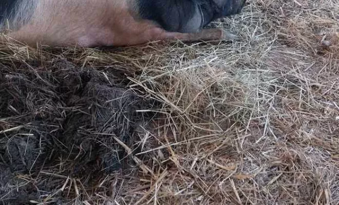 Producteur de viande, Vallesvilles, Ferme Le Clavel