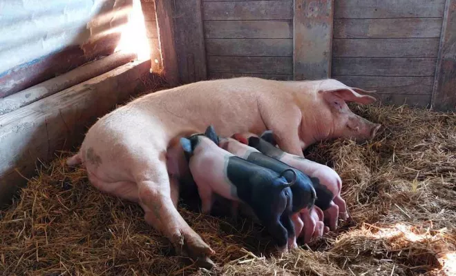 Producteur de viande, Vallesvilles, Ferme Le Clavel