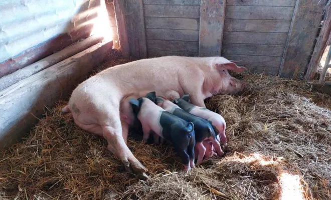 Producteur de viande, Vallesvilles, Ferme Le Clavel